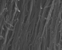 Multi-Walled Carbon Nanotubes