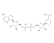 Nicotinamide Adenine Dinucleotide (NAD)