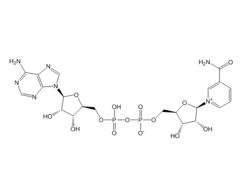 Nicotinamide Adenine Dinucleotide